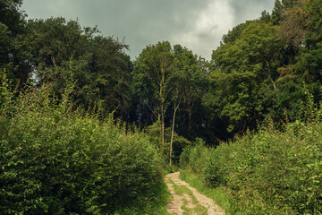 Dirt road into a dense lush forest under a cloudy sky on a summer day.