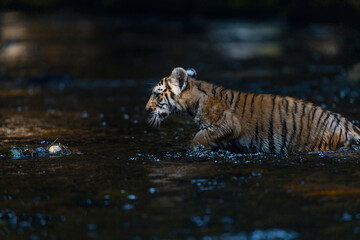 Fototapeta na wymiar Side view of Bengal tiger cub walking in the river. The background is intentionally darkened. Horizontally.