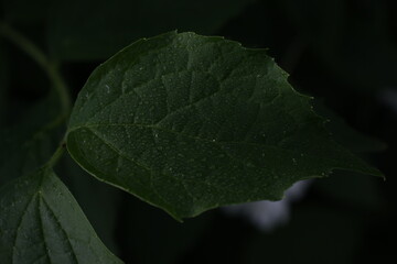 Beautiful large drops of fresh morning dew in the macro of juicy green grass. Rain in the spring in summer in nature.