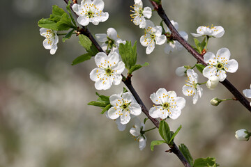 Cherry blossom in spring garden. White flowers on a branch on blurred background