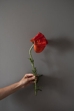 Woman's hand hold red poppy flower against grey wall background. Aesthetic minimalist floral composition