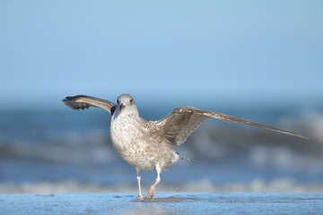 silbermöwe larus argentatus