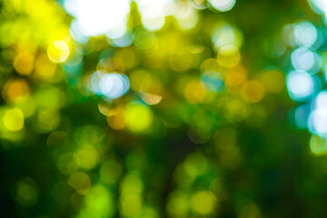 Obraz premium Abstract blurred bokeh green tree leaf sunshine day in park