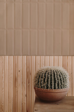 Cactus home plant against wooden wall. Minimal floral decorated interior design