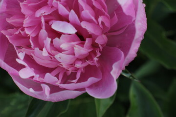 Pink peony with raindrops on the petals close-up. Natural green background