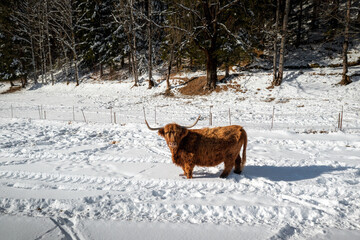 Aberdeen Angus, Highland Cows in winter snow. Aerial view with drone.