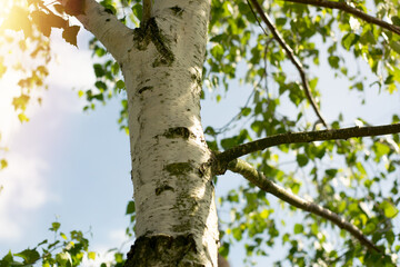 Young birches with black and white birch bark in spring in birch grove against background of other birches