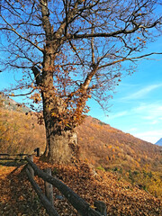 Fototapeta premium Castagno antico in un sentiero nel bosco autunnale, con vista sulle montagne dai caldi colori.