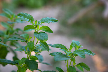 Medicinal basil or green organic tulsi leaves plant 