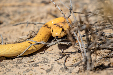 Cape Cobra in the Kgalagadi