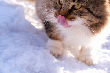 Old fluffy cat licking lips on a dazzling snow background on a sunny winter day. Proper nutrition...