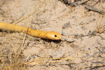 Cape Cobra in the Kgalagadi