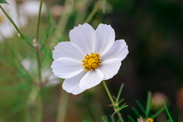 beautiful close up shot of a cosmos flower in a field