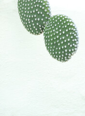 Green Cactus  on white wall background. Minimal floral botanical aesthetic. Travel in details. Canary island