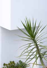 Palm plant on white wall background. Minimal floral botanical aesthetic. Travel in details. Canary island