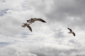 Seagulls flying high among'st the clouds.
