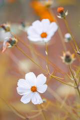 Obraz premium beautiful shot of white cosmos flowers in a field