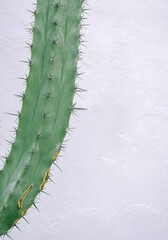 Green Cactus on white wall background. Minimal floral botanical aesthetic. Travel in details. Canary island