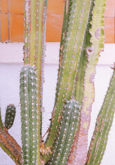 Green Cactus on wall background. Minimal floral botanical aesthetic. Travel in details. Canary island Flora