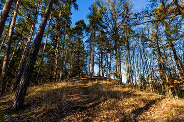 Sunny forest with pine and spruce tree.