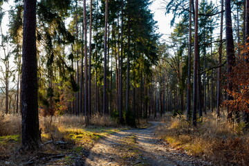Sunny forest with pine and spruce tree.