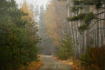 Dirt road among the autumn foggy forest.