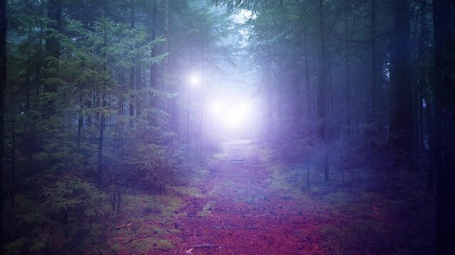 Dark foggy colorful mysterious forest fairy light movement animation background.