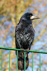 Portrait of rook with wet feathers on the green fence.