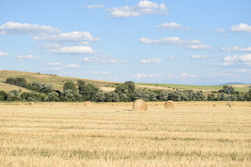 Bale of hay in the field 