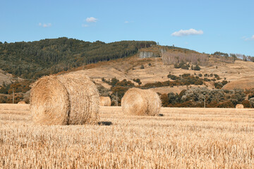 Bale of hay in the field 