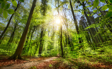 Green forest with blue sky and the sun shining bright and illuminating a path leading towards the...