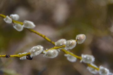 Willow branch with fluffy buds.