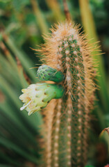 cactus close up