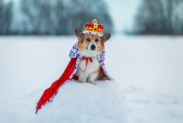 cute corgi dog Pembroke wearing a crown and an imperial red robe