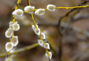 Willow branch with fluffy buds.