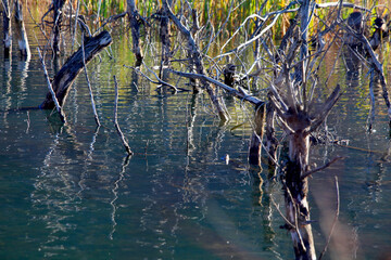 reflection of trees in water