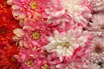 Many different beautiful chrysanthemums as background, closeup