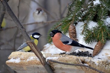 bullfinch is sitting on a branch in the forest