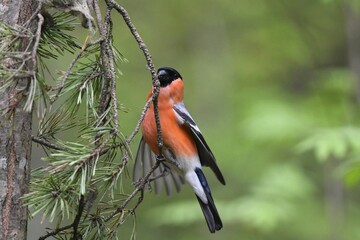 bullfinch is sitting on a branch in the forest