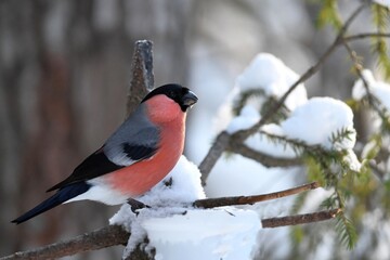 bullfinch is sitting on a branch in the forest