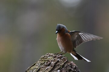 bullfinch flies in the forest