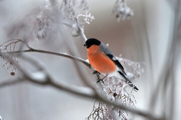 bullfinch is sitting on a branch in the forest