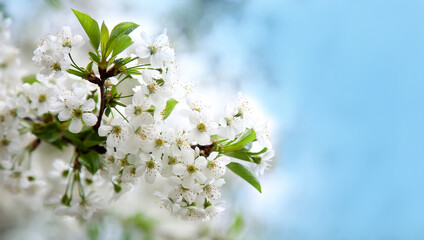 Beautiful delicate spring flowers of Japanese cherry blossom sakura. Spring floral background.