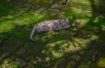 Gray cat lies on a moldy stone tile 