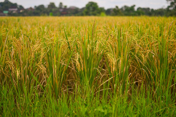 Yellow ripe rice on the field. Bali rice terraces. Harvesting concept 