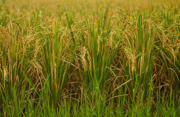 yellow rice plant close up. Asian harvesting concept
