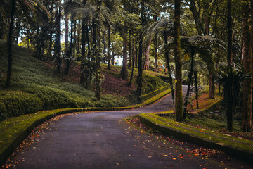 Naklejka premium winding road in the autumn forest among the palm trees