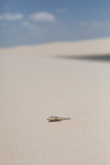 Desert Fish