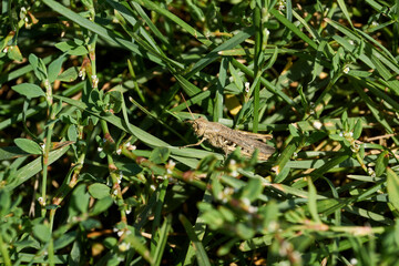 Locusts are sitting in the grass on the lawn. Locusts, acrides - several species of insects of the family of true locusts (Acrididae).