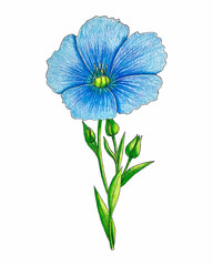 Flax linum flower with leaves hand pencil drawing, sketch, isolated, white background. Vector illustration